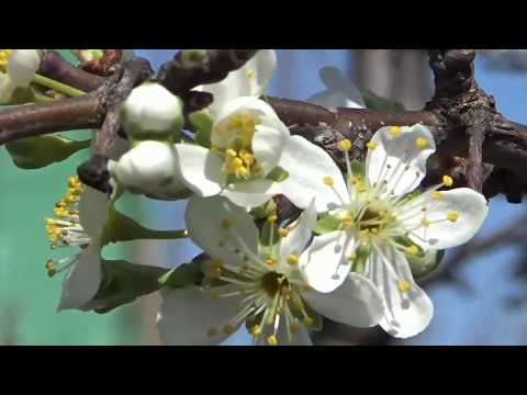 Mireille Mathieu, new images, La Paloma Ade, German and English Songtexts below