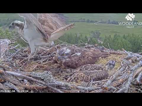 Intruder alert: Dorcha's furious, Louis comes to help, Loch Arkaig Osprey chick pancakes 4 Jul 2023