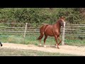 M&acirc;le de 3 ans. Origines prestigieuses de dressage