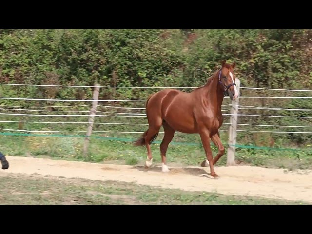 M&acirc;le de 3 ans. Origines prestigieuses de dressage