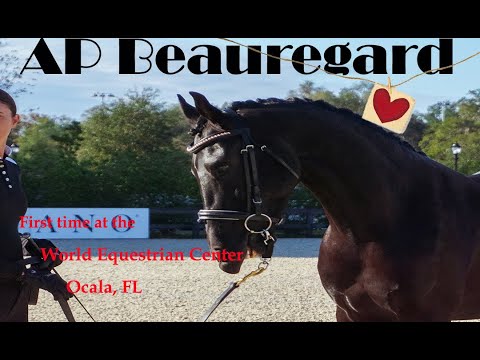 Beau's First time at the WEC for the 2021 Thanksgiving AHAF Holiday Festival Show