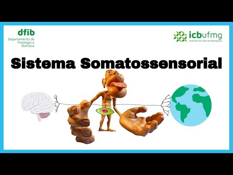 Sistema somatossensorial