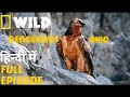 Dangerous Bird | discovery channel | animal planet hindi documentary | national documentary hindi