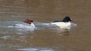 preview picture of video 'Des Harles bièvres migrateurs sur la Vesdre à Chaudfontaine (Province de Liège, Belgique)..'