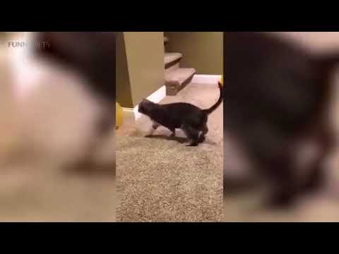 Cats VS Balloons 😂🎈 Funny Cats Playing With Balloons Funny Pets