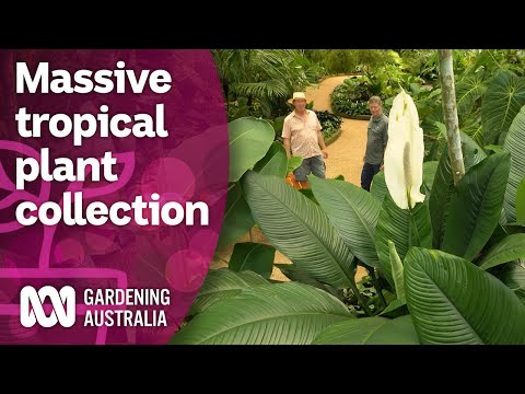 Exploring a massive collection of rare tropical plants | Discovery | Gardening Australia