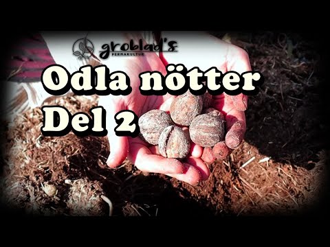 Odla nötter i allé del 2 - Vår nötodling - hjärtnöt, valnöt, svartnöt och amträd