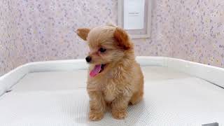 ハーフ犬の動画01