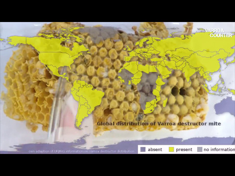 Varroa Counter