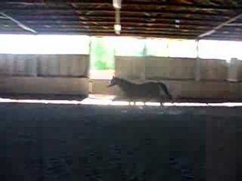 Joy | Laufenlassen Teil 2 | 02.05.2007