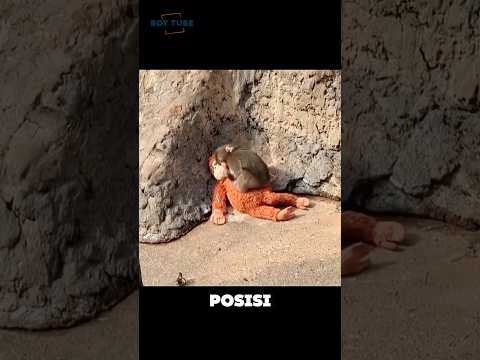 Saat Boneka Jadi Satu-satunya Tempat Pulang 🥲 #shorts #momenunik #hewan #satwa #anakmonyetlucu #unik