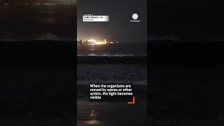 Bioluminescent Waves in Long Beach, California