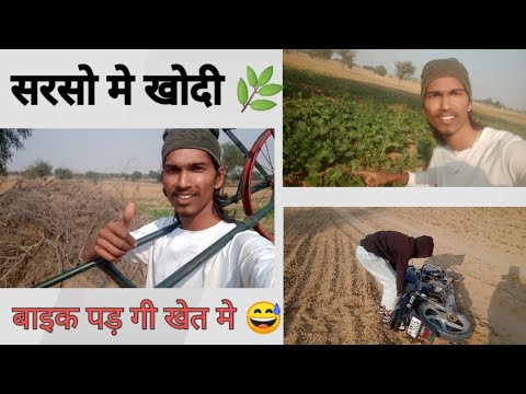 सरसो मे खोदी 🌿 @Mr_bumra02 || आज बाइक पड़ गी 😊 || Sarso Ki Fasal New Viral Video || #sarso #bike #new