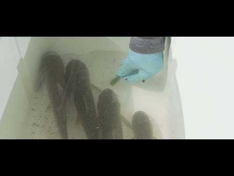Grass Carp Released to Battle Invasive Plants, But Anglers ...