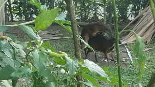Download lagu Pelanduk Sultan, penakluk para betina,kawin melulu(Sultan Mouse deer with many hareems) mp3