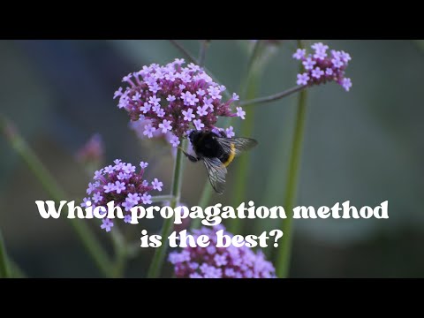 The Secret to Propagating Verbena (and More!)