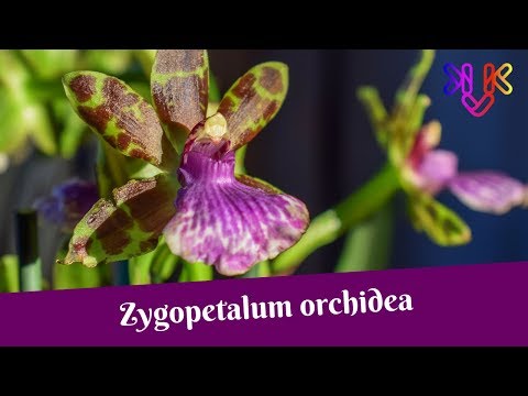 , title : 'Zygopetalum orchidea gondozása és alap tudnivalók | Különleges orchidea'