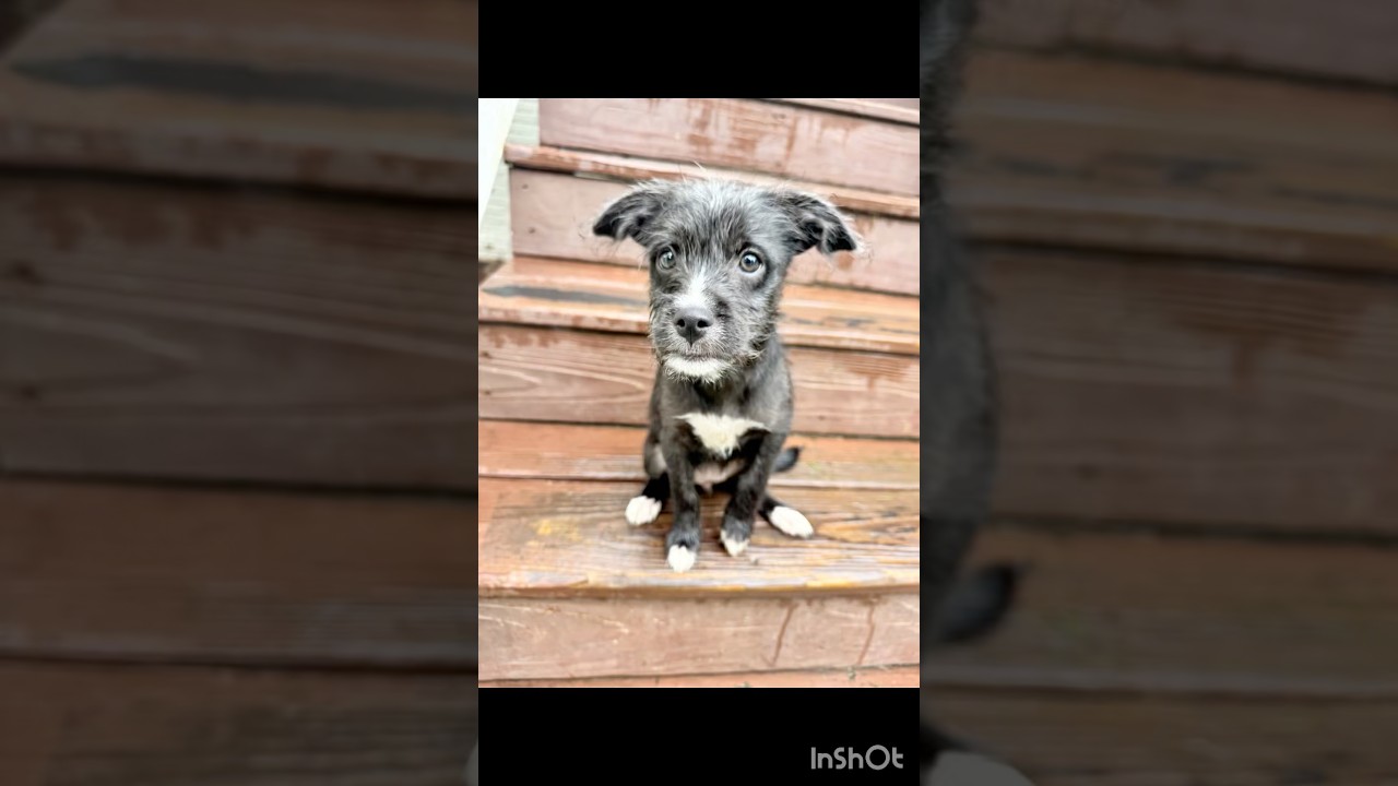Enlarge Isla, an adopted mixed breed in Winchester , VA video 2/6