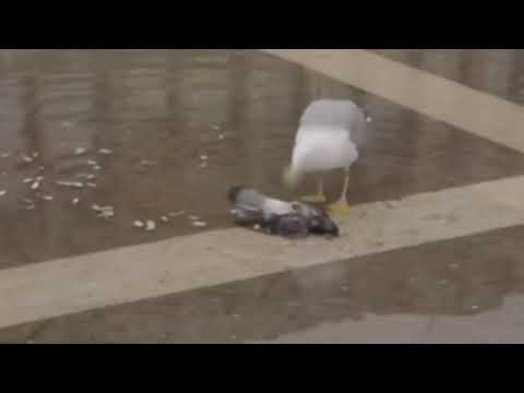 Evil Seagull