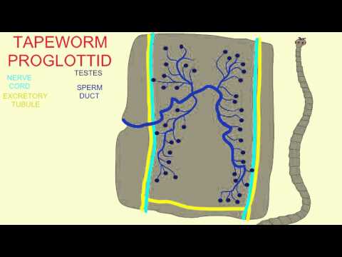 rectal cancer incidence natural detox restart in 21 de zile