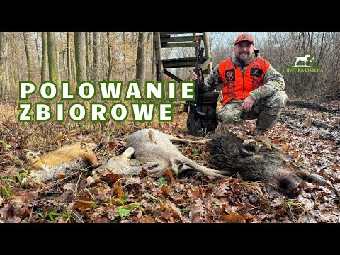 Polowanie zbiorowe cz 1 Driven hunt in Poland Jagd wildboars 