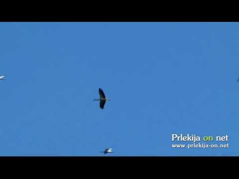 Štorklje nad Ljutomerom