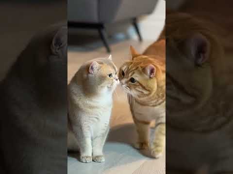 Calling All Cat Parents The Feline King Has Returned