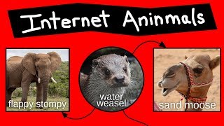 Internet Aninmal Names #1