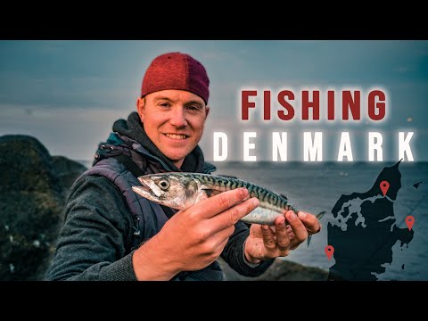Angeln in Dänemark. Überall Makrele! (Djursland, Limfjord, Hvide Sande)