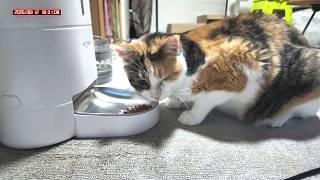 三毛猫フミちゃん  LIVE配信 #2　2026年8月12日　calico cat　(LIVE stream)