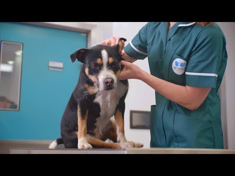 Battersea Dogs Cats Home Work For Good
