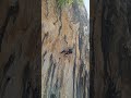 Gusjenica Samoubojica 8a Mimice Croatia