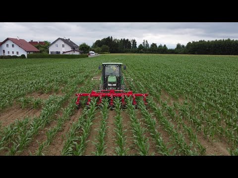 Untersaat im Körnermais - Praxisversuch