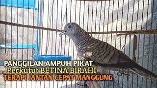 Download lagu Perkutut Betina memanggil jantan Suara bersahutan perkutut lokal gacor , Ampuh untuk PANCINGAN mp3 Download lagu Perkutut Betina memanggil jantan Suara bersahutan perkutut lokal gacor , Ampuh untuk PANCINGAN mp3