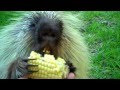 "Teddy Bear," the porcupine, doesn't like to ...