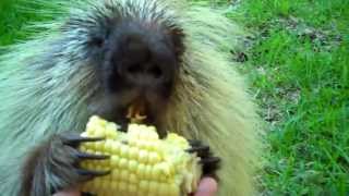 "Teddy Bear," the porcupine, doesn't like to share...