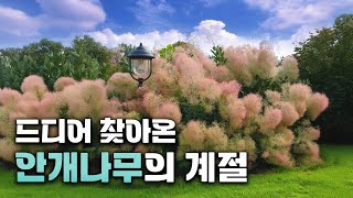 몽환적인 정원을 연출하고싶다면~! 안개나무 하나만으로도 충분^^