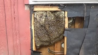 Bees in a wall.  Removal and relocation.