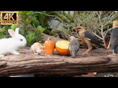 [NO ADS] Cat TV for Cats to Watch 😺 Pretty Birds and Squirrels 🐿 24 Hours 4K HDR