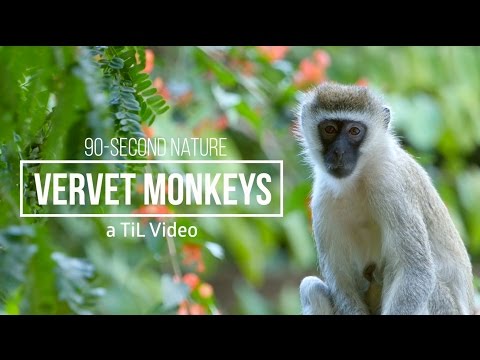 Meet the Vervet Monkey: a 90-Second Nature Film