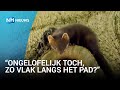 Zeldzame beelden: spelende jonge boommarters gespot