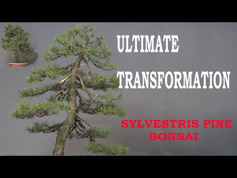 Ultimate transformation - restyling of Scots pine
