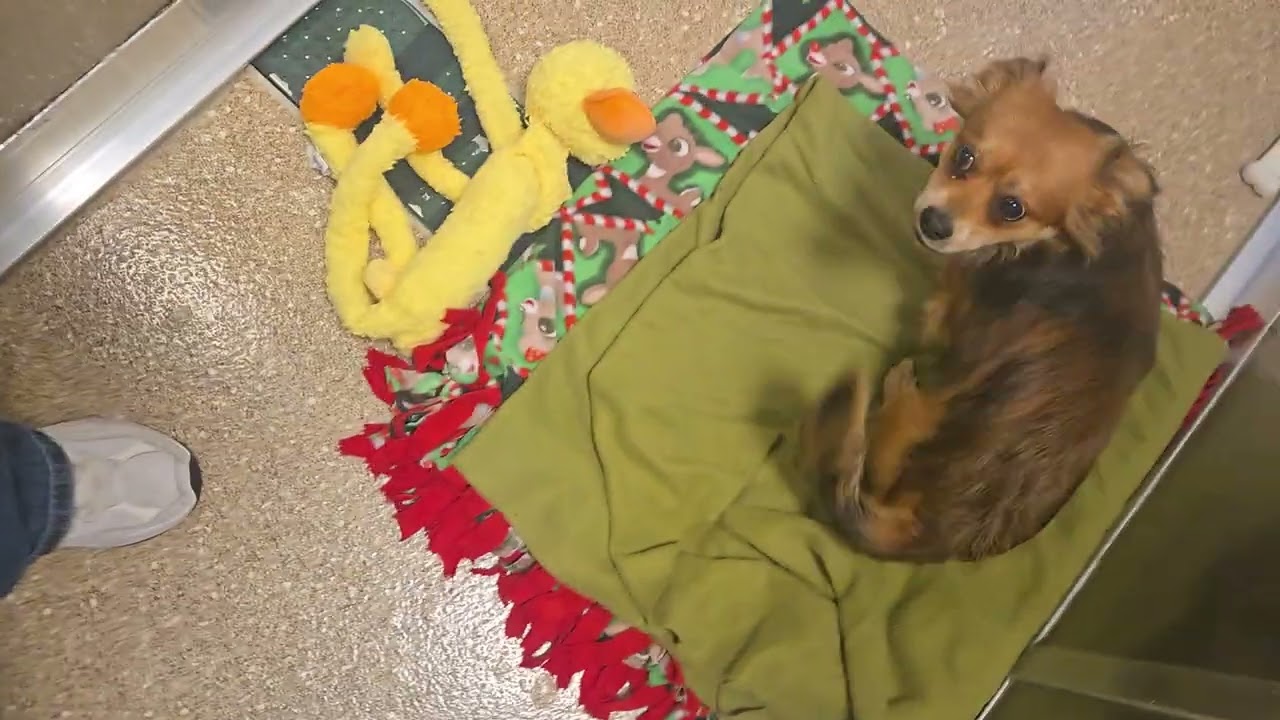 Fantastic Fox, a Adoptable Smooth Fox Terrier in Sonoma, CA video 4/5