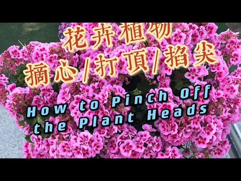 植物摘心是什麼意思