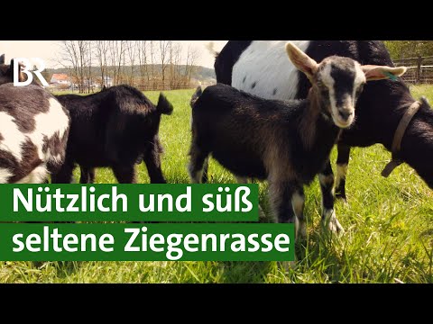 , title : 'Ziegenmilch und Landschaftspfleger: die seltene Ziegenrasse Holländer Schecken | Unser Land'