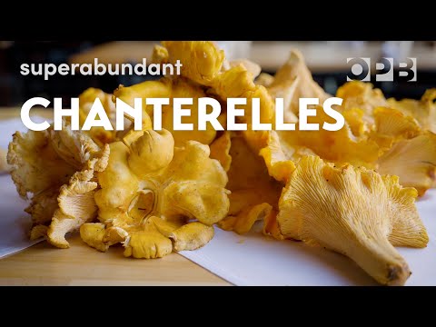 Foraging giant wild chanterelle mushrooms in Oregon | Superabundant