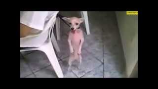 Download Lagu Cat And Dog Dancing On Music Song Very Funny Video Mp3 Download Lagu Cat And Dog Dancing On Song Very Mp3