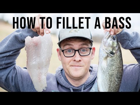 How to Fillet a Bass (Spotted Bass)