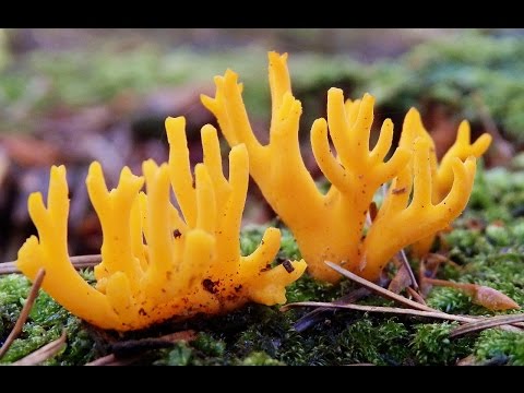 Mushrooms Paradise a 'Summer Blues' August 2014 Netherlands