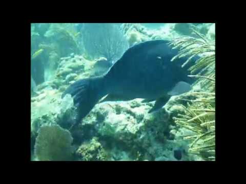 Florida Keys Diving: Looe Key Reef Dive tour off Big Pine Key